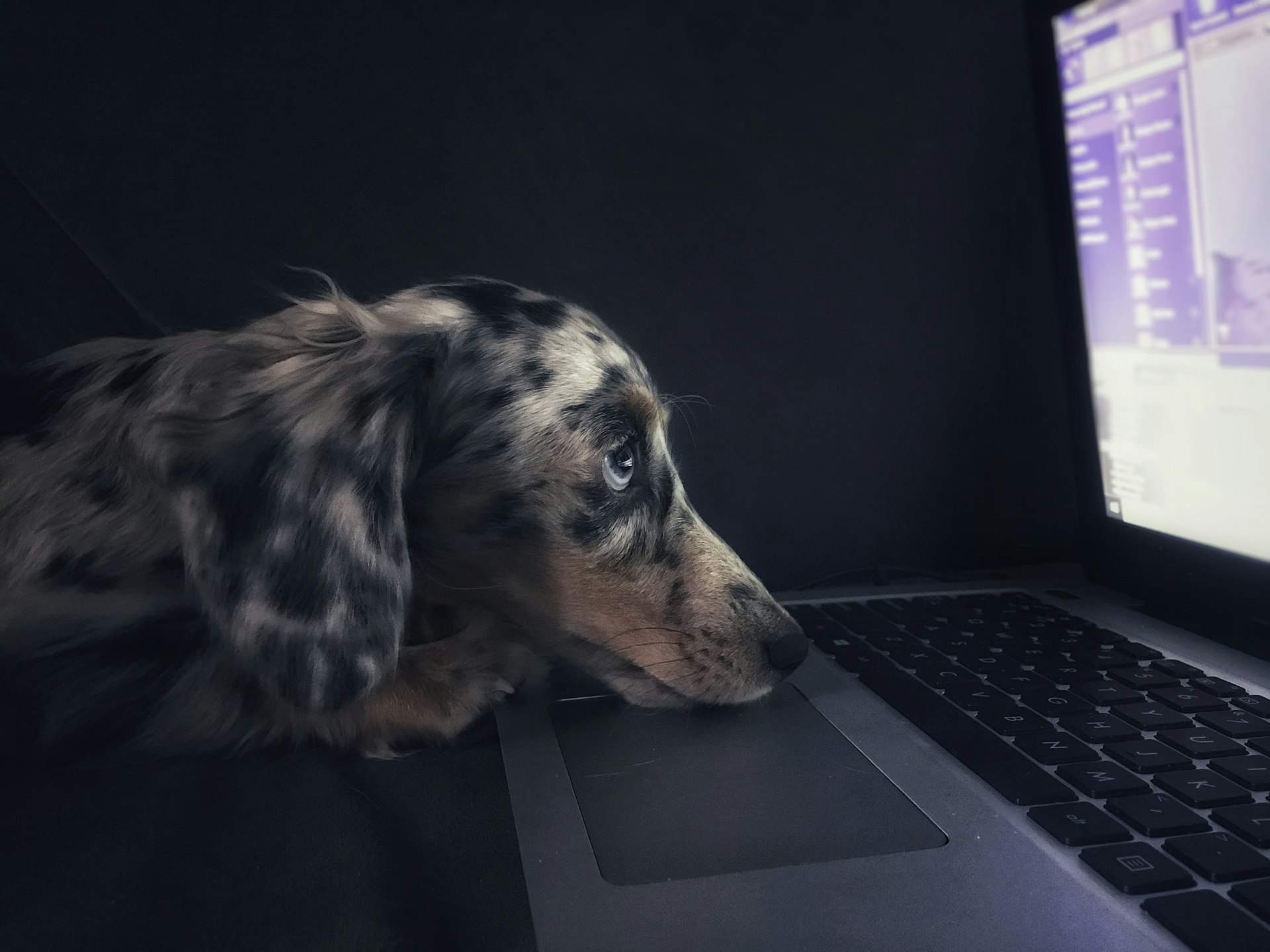 Persona en videollamada con un veterinario junto a su perro